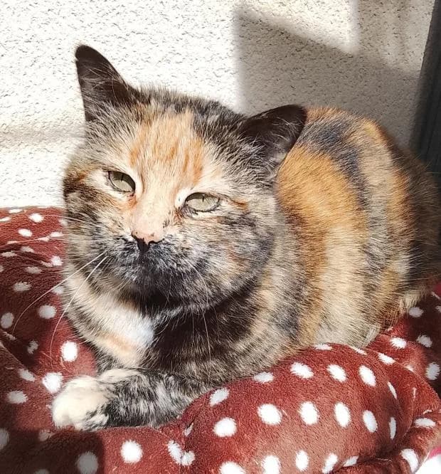 Alba, female Mixed Breed for adoption at Fondation Brigitte Bardot, Paris