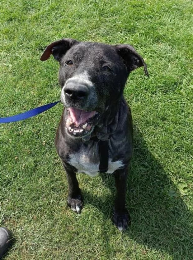 Oziris, female Mixed Breed for adoption at Fondation Brigitte Bardot, Paris