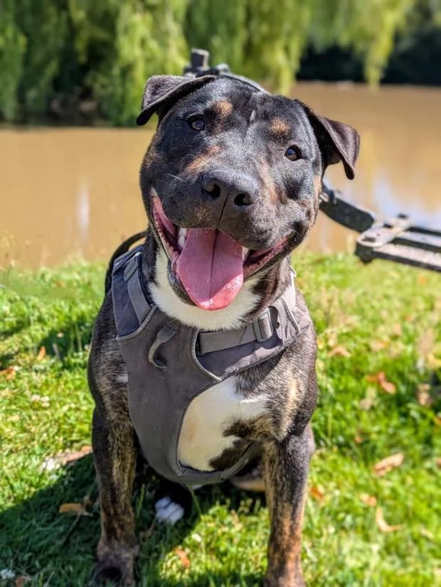 Draco, male Mixed Breed for adoption at Fondation Brigitte Bardot, Paris