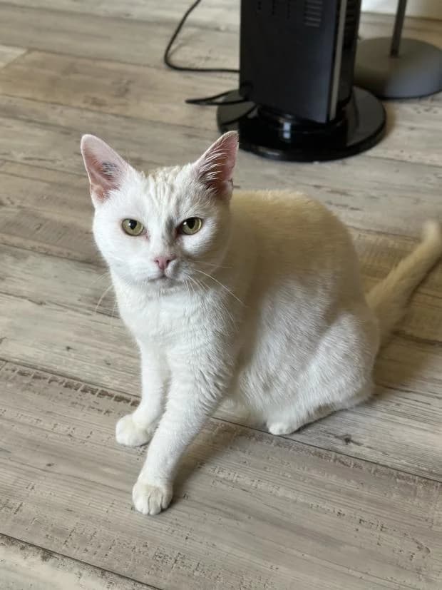 Stella, European Shorthair (Fondation Brigitte Bardot)