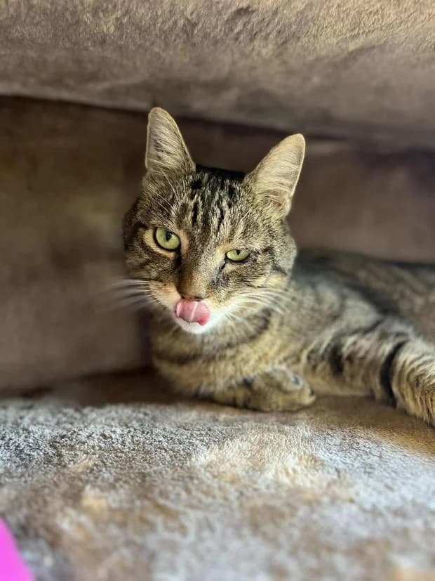Tigrou, male Mixed Breed for adoption at Fondation Brigitte Bardot, Paris