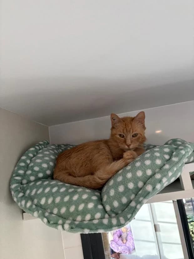 Bacardi, female Mixed Breed for adoption at Fondation Brigitte Bardot, Paris