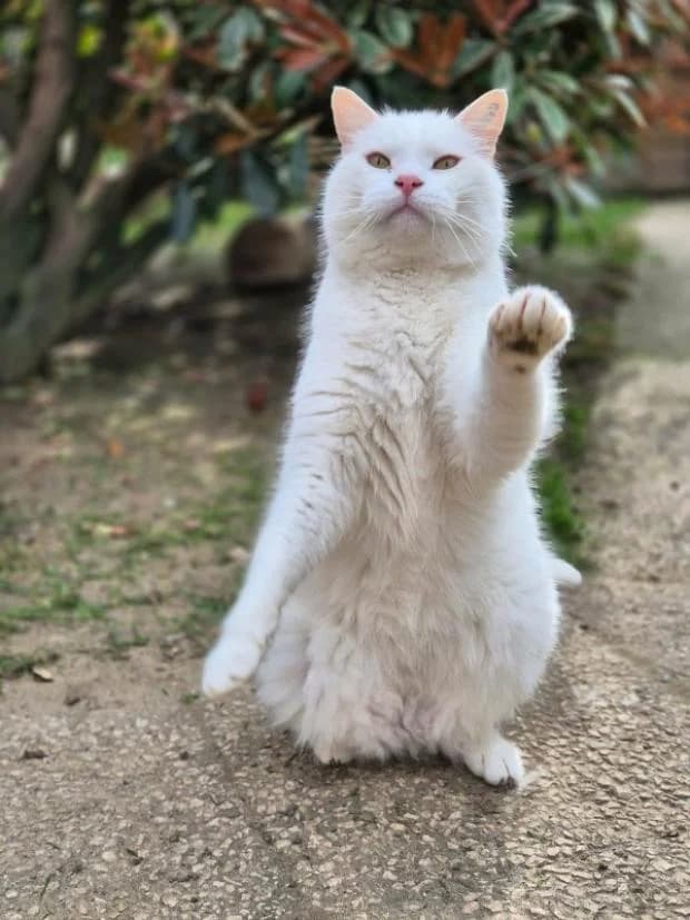 Nougat, Mixed Breed (Fondation Brigitte Bardot)