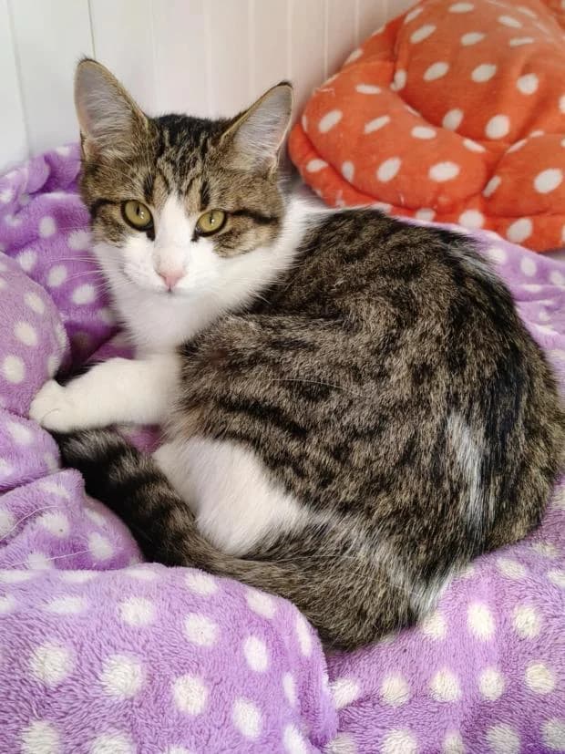 Colette, European Shorthair (Fondation Brigitte Bardot)