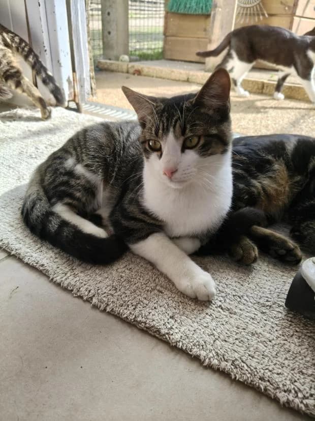 Kookaï, European Shorthair (Fondation Brigitte Bardot)