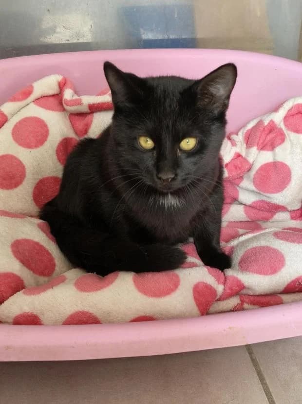 Lorno, European Shorthair (Fondation Brigitte Bardot)