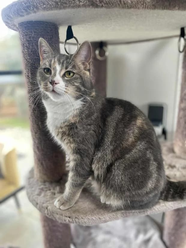 Lilas, Mixed Breed (Fondation Brigitte Bardot)
