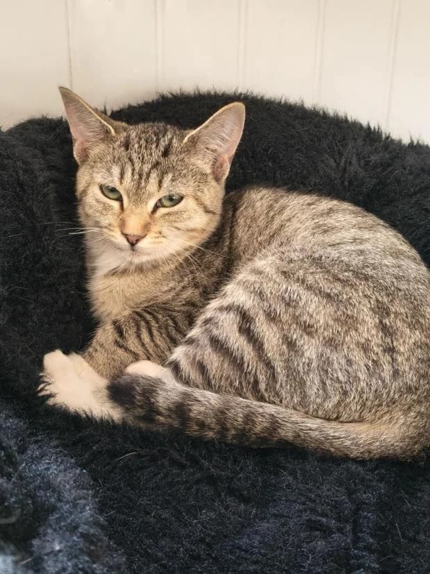 Bonnie, European Shorthair (Fondation Brigitte Bardot)