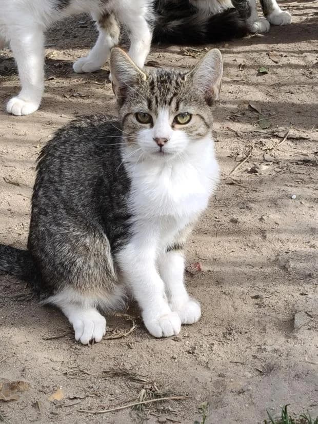 Cristal, European Shorthair (Fondation Brigitte Bardot)