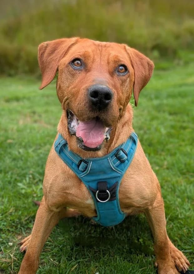 Isee, Mixed Breed (Fondation Brigitte Bardot)