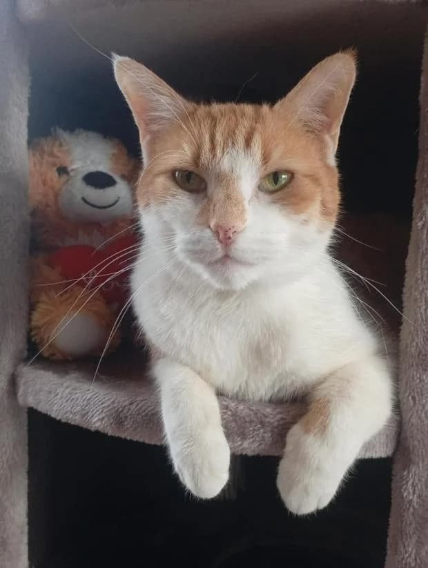 Nougat, European Shorthair (Fondation Brigitte Bardot)