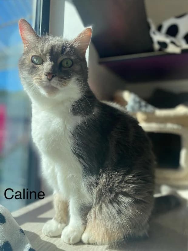 Caline, European Shorthair (Fondation Brigitte Bardot)