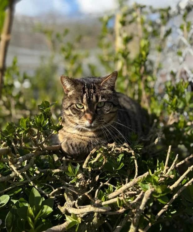 Elodie, female European Shorthair for adoption at Fondation Brigitte Bardot, Paris