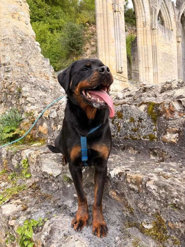 Nina, female Rottweiler for adoption at Fondation Brigitte Bardot, Paris