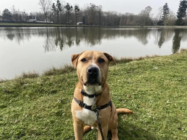 Crapule, male Labrador Retriever for adoption at Fondation Brigitte Bardot, Paris