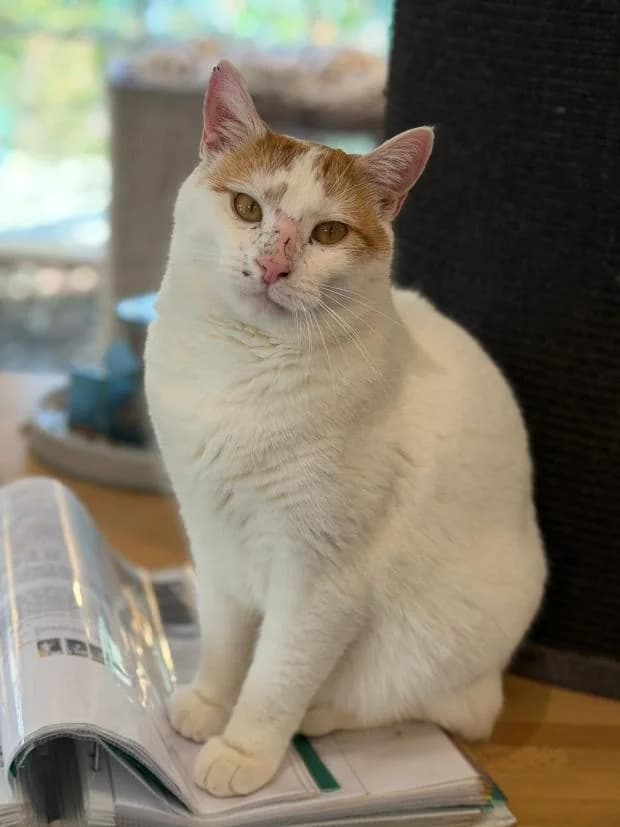 Surgix, Mixed Breed (Fondation Brigitte Bardot)