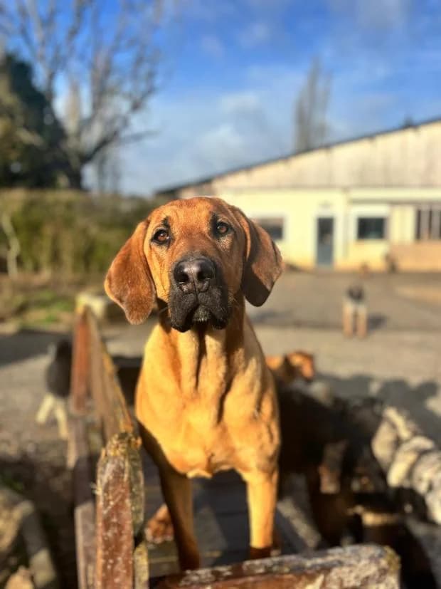 Tango, Mixed Breed (Fondation Brigitte Bardot)