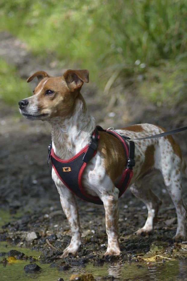Pims, male Jack Russell Terrier for adoption at Fondation Brigitte Bardot, Paris