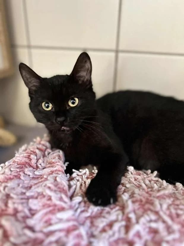Ariana, female European Shorthair for adoption at Fondation Brigitte Bardot, Paris
