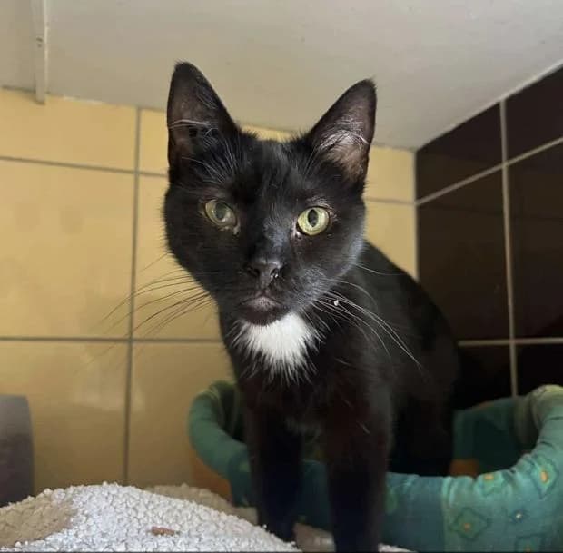 Maritza, female European Shorthair for adoption at Fondation Brigitte Bardot, Paris