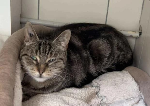 Mina, European Shorthair (Fondation Brigitte Bardot)