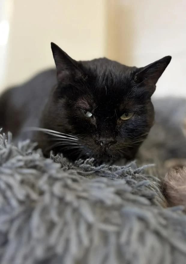 Mia, female European Shorthair for adoption at Fondation Brigitte Bardot, Paris
