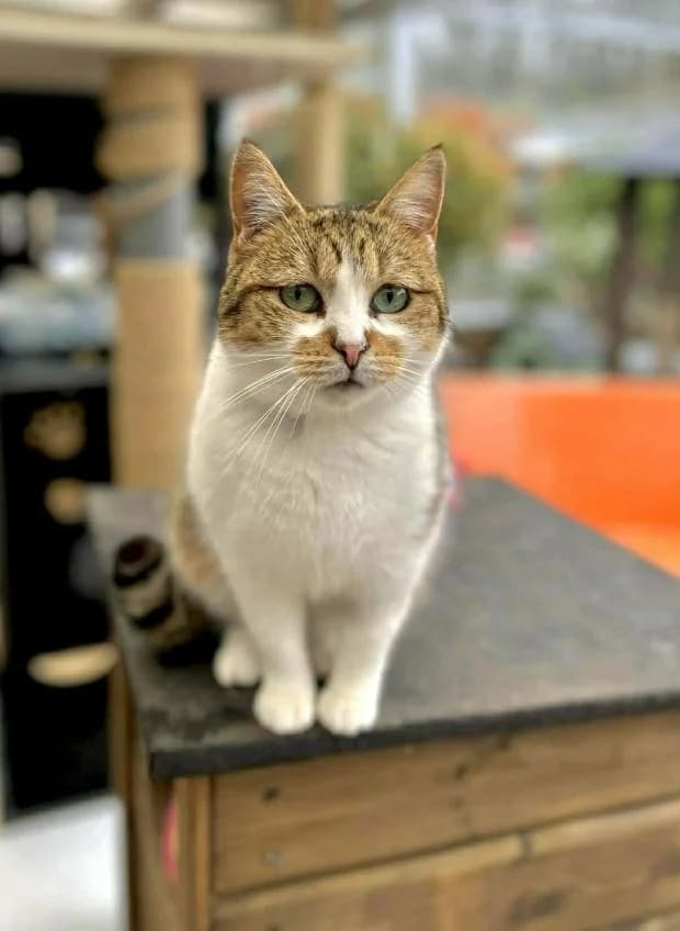 Matzah, Mixed Breed (Fondation Brigitte Bardot)