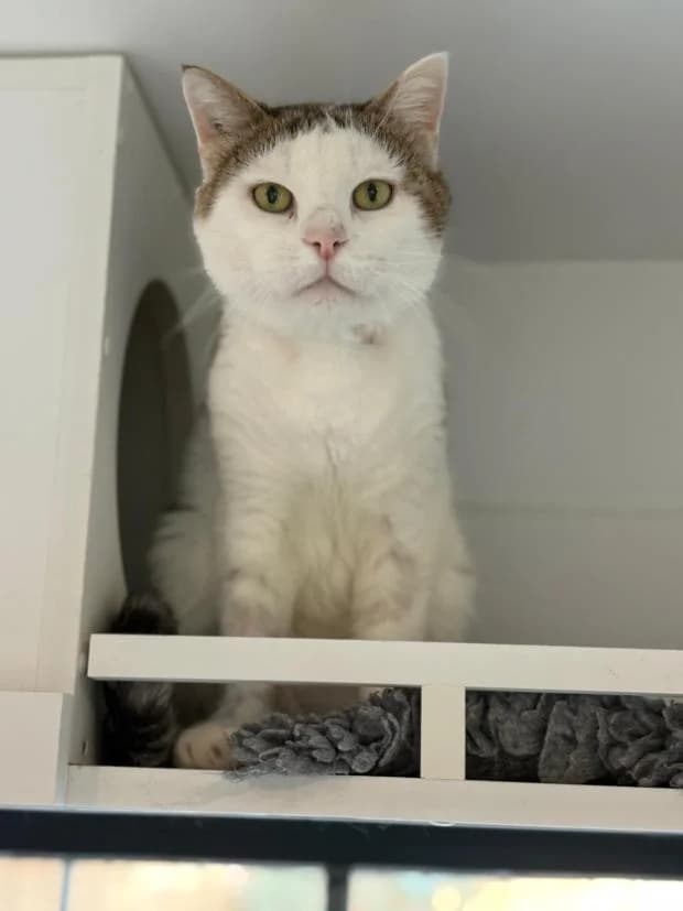 Maurice, male Mixed Breed for adoption at Fondation Brigitte Bardot, Paris