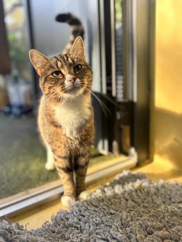 Stella, female European Shorthair for adoption at Fondation Brigitte Bardot, Paris