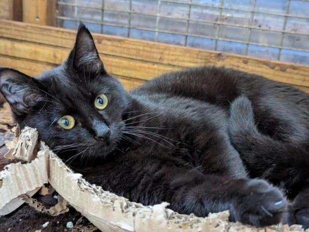 Abon, Mixed Breed (Fondation Brigitte Bardot)