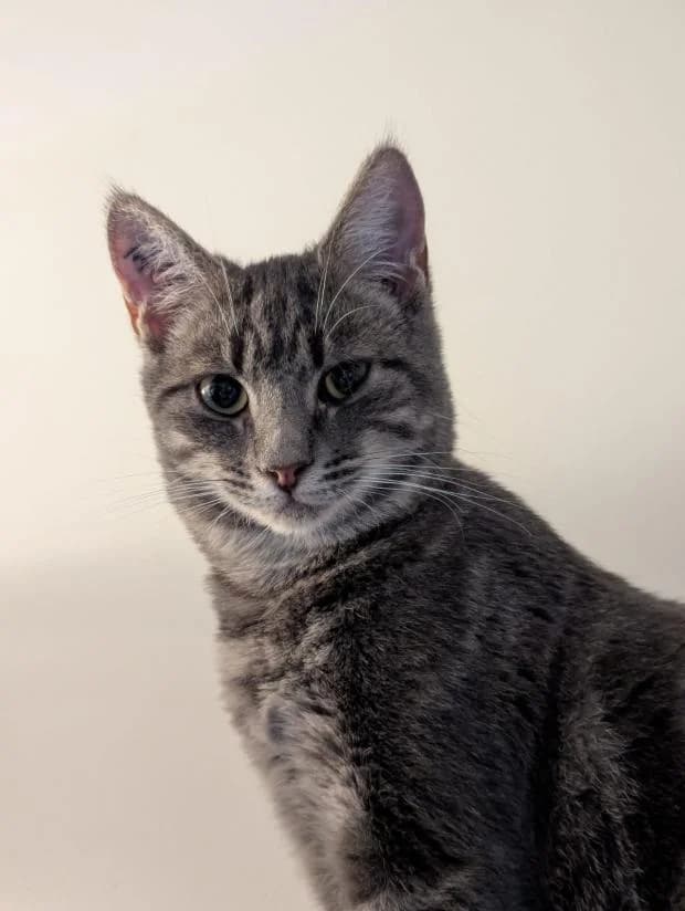 Awai, Mixed Breed (Fondation Brigitte Bardot)