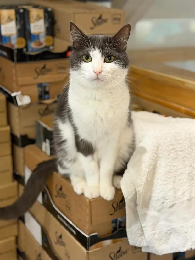 Aoki, male Mixed Breed for adoption at Fondation Brigitte Bardot, Paris