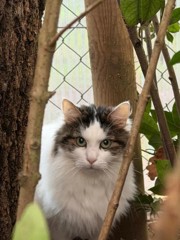 Gladis, Mixed Breed (Fondation Brigitte Bardot)