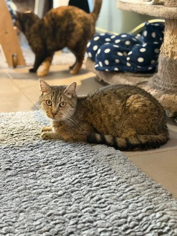 Nina, European Shorthair (Fondation Brigitte Bardot)