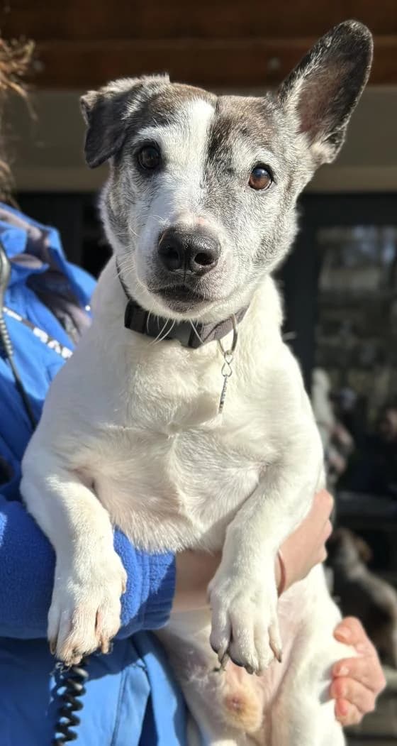 Lylo, Mixed Breed (Fondation Brigitte Bardot)