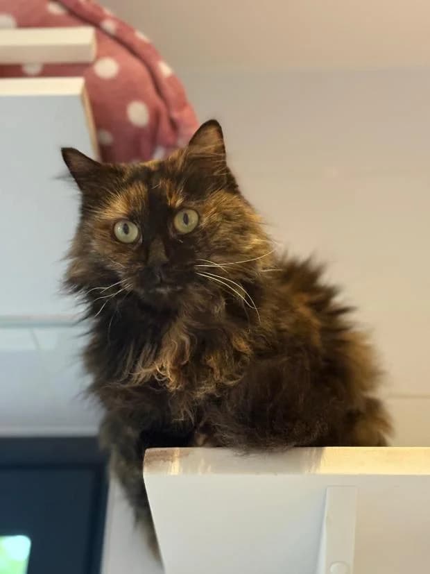Lyly, Mixed Breed (Fondation Brigitte Bardot)