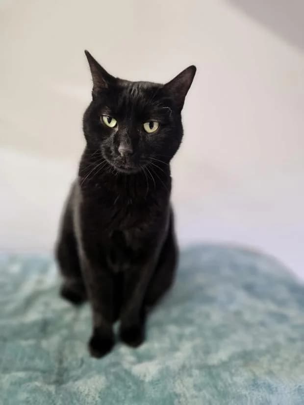 Lambert, male European Shorthair for adoption at Fondation Brigitte Bardot, Paris