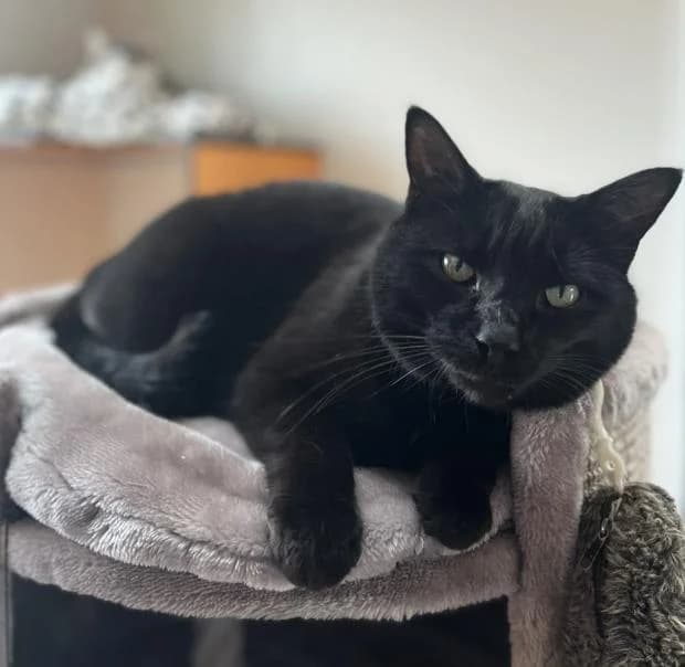Pulco Alias Mimi, male Mixed Breed for adoption at Fondation Brigitte Bardot, Paris