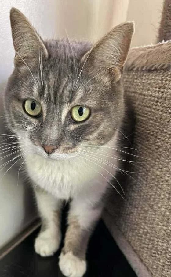 Falbala Alias Mimine, female European Shorthair for adoption at Fondation Brigitte Bardot, Paris