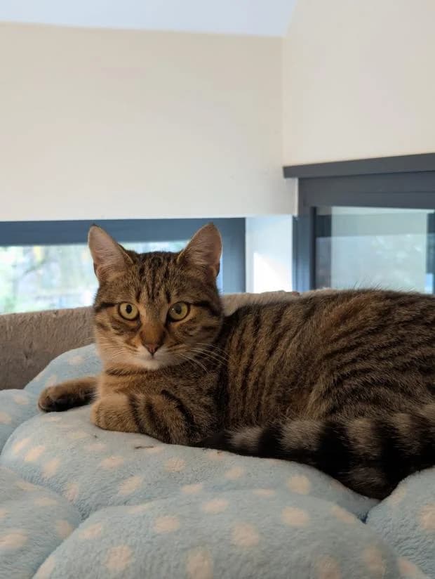 Choupa, female European Shorthair for adoption at Fondation Brigitte Bardot, Paris