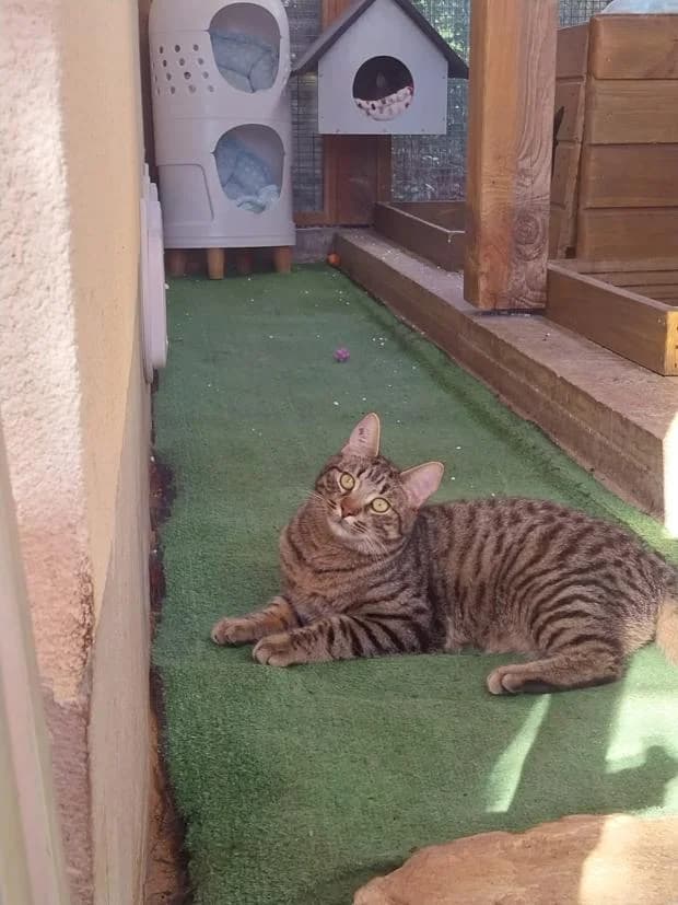Choups, European Shorthair (Fondation Brigitte Bardot)