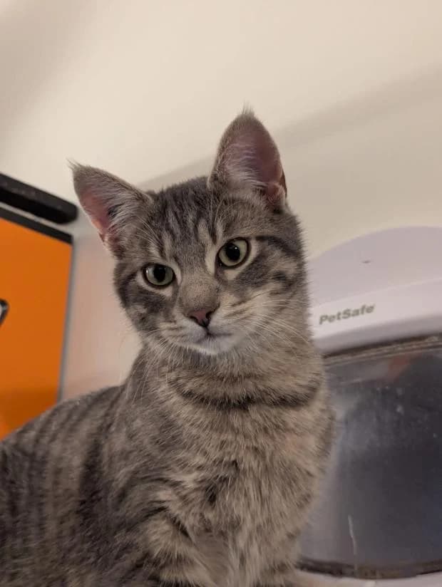 Galopin, male European Shorthair for adoption at Fondation Brigitte Bardot, Paris