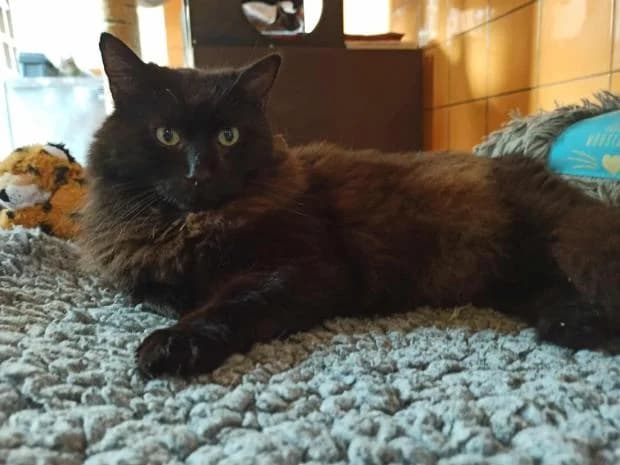 Moumoune, European Shorthair (Fondation Brigitte Bardot)