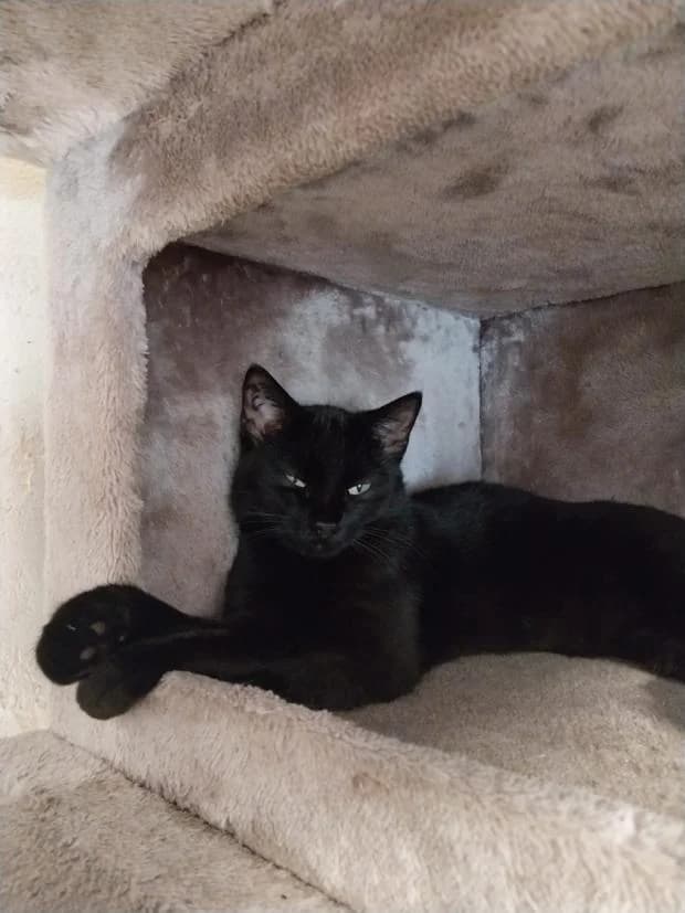 Onyx, female puppy Mixed Breed for adoption at Fondation Brigitte Bardot, Paris