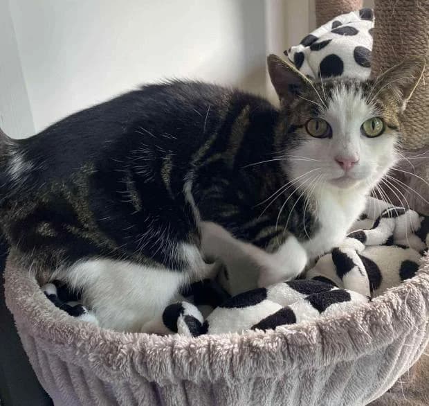 Minou, European Shorthair (Fondation Brigitte Bardot)