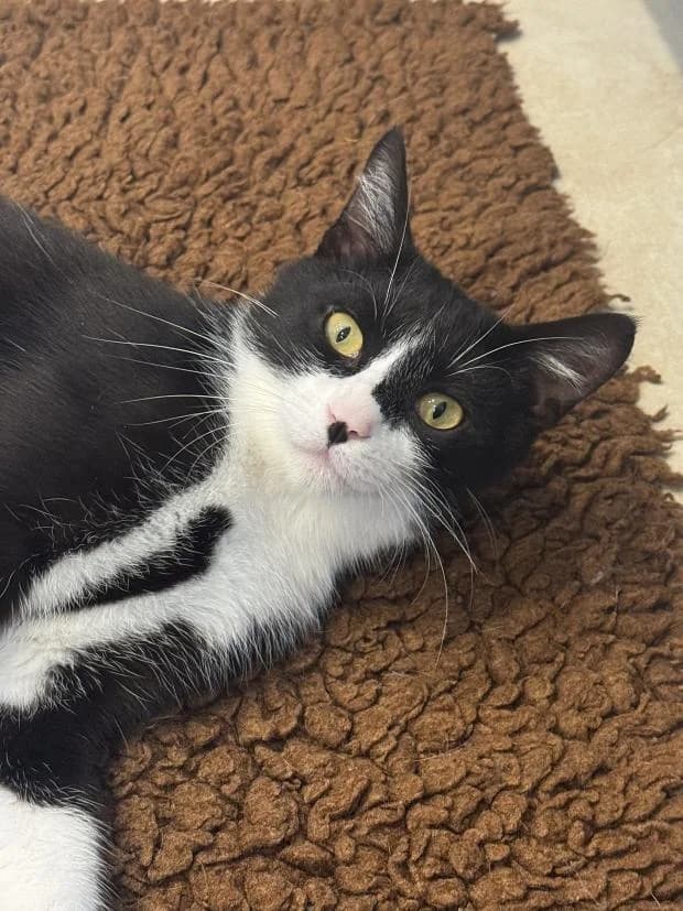 Ajax, male Mixed Breed for adoption at Fondation Brigitte Bardot, Paris