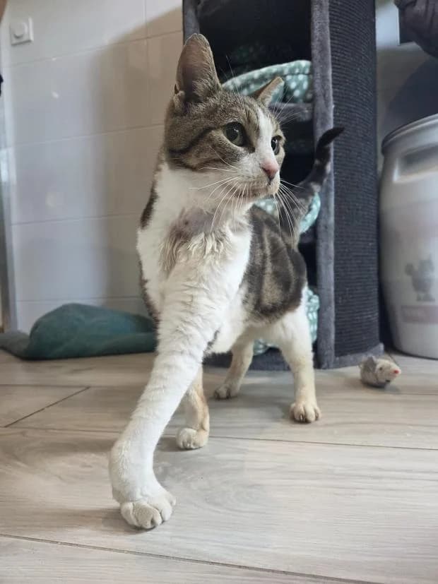 Titus, Mixed Breed (Fondation Brigitte Bardot)