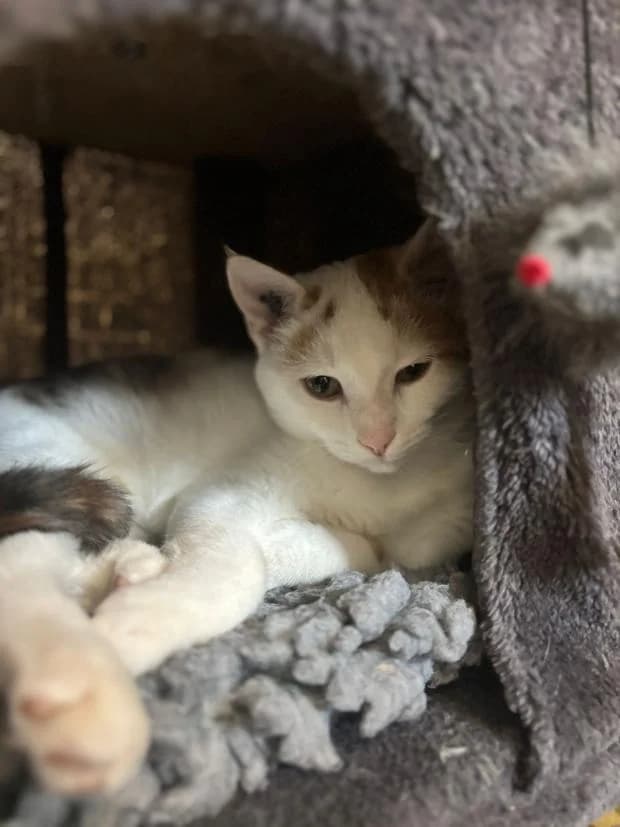 Vye, European Shorthair (Fondation Brigitte Bardot)