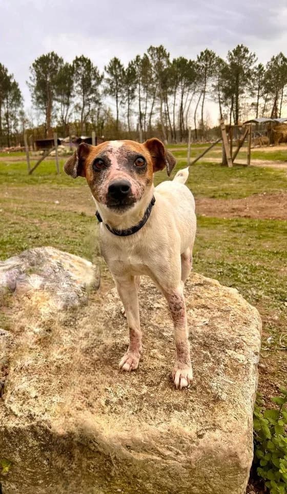 Odin, male Jack Russell Terrier for adoption at Fondation Brigitte Bardot, Paris