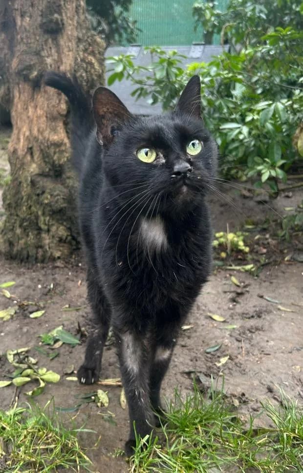 Berlioz, male European Shorthair for adoption at Fondation Brigitte Bardot, Paris